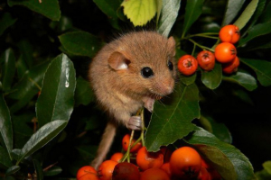 Як зробити будинок для sony? Як зробити будинок для sony?